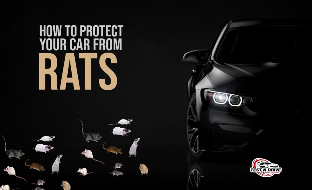 how to protect car from rats in india